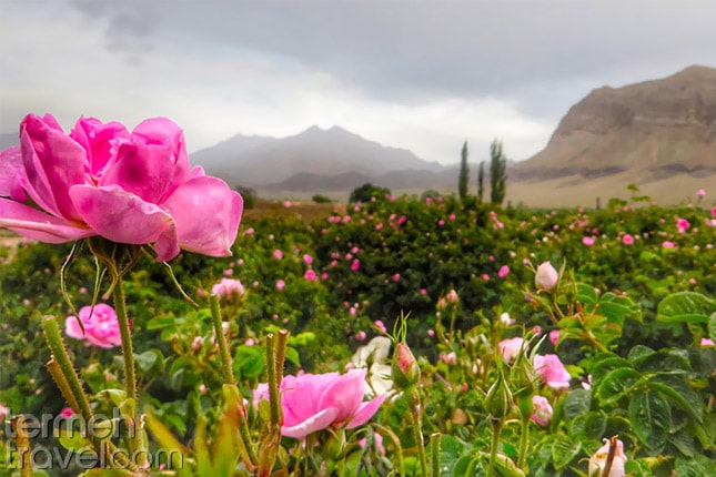 Persian Flower- Termeh Travel