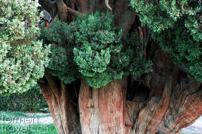 Abarkuh Ancient Cypress- Termeh Travel