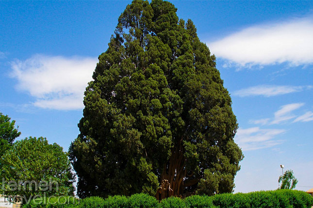 abarkuh Cypress- Termeh Travel