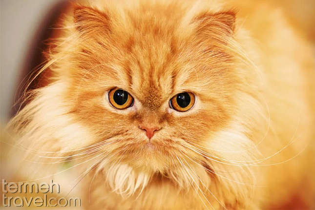 Peke Faced Persian