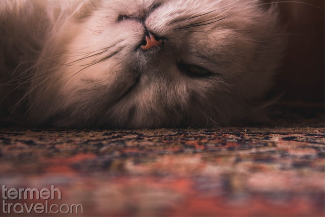 A Persian cat on Persian rug-  Termeh travel