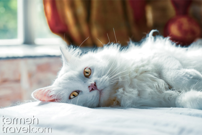 a Persian cat laying on a sofa- Termeh Travel