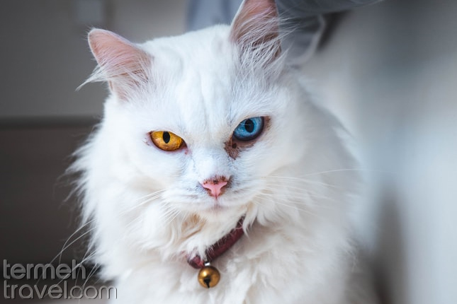 Persian cat eyes- Termeh Travel