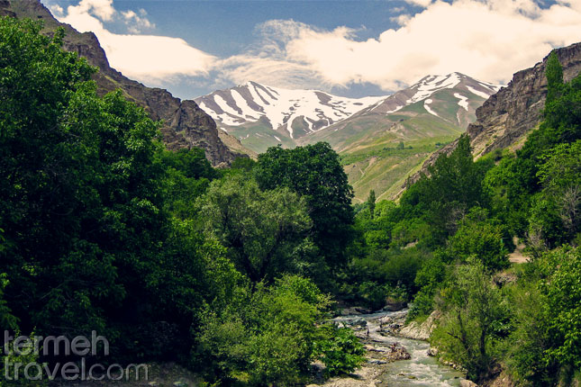 forest Iran - Termeh Travel