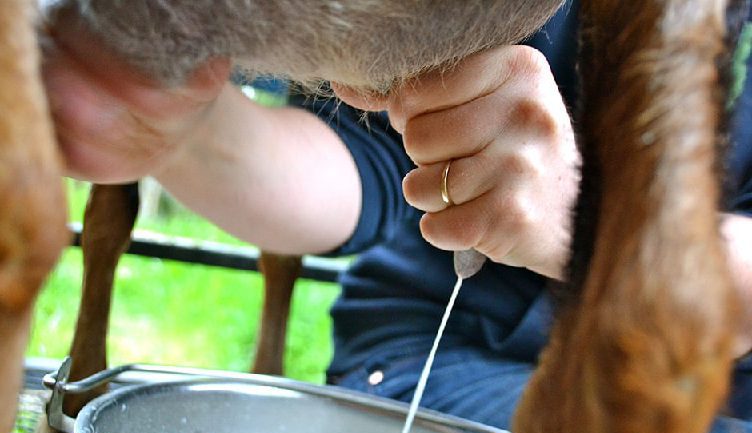 Milking nomad sheep